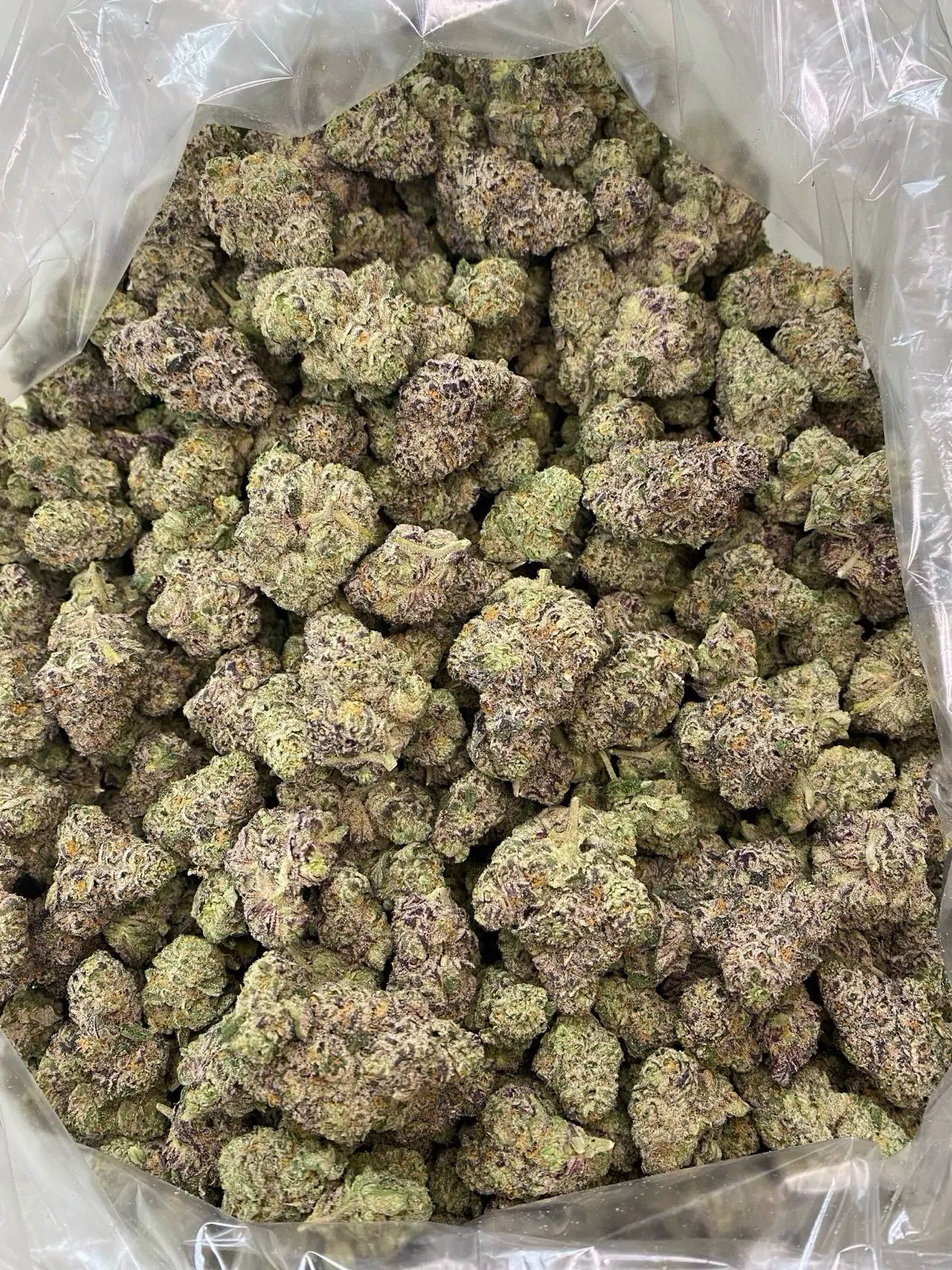 Baja Blasteroid Flower